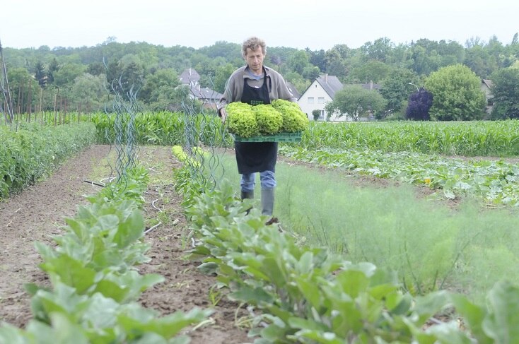 Ein Bauer erntet Salat auf seinem Feld.