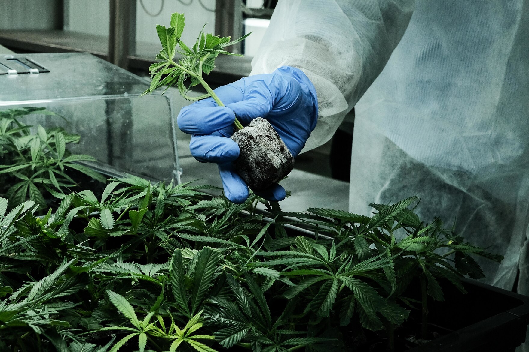 Ein Arbeiter eines Pharma-Unternehmens hält eine Cannabis-Pflanze in der Hand.